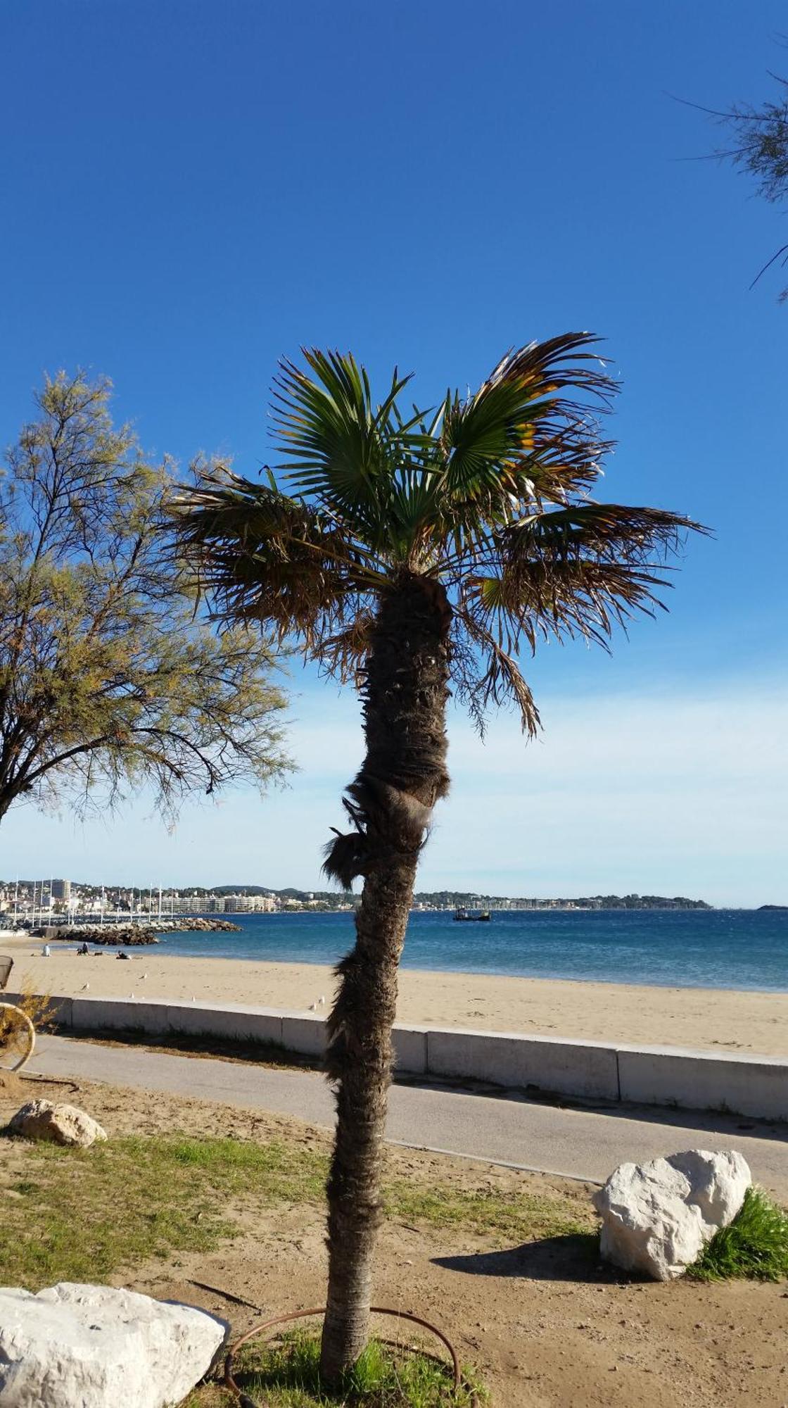 Sublime Vue Mer,Parking,Wifi Fréjus Eksteriør bilde